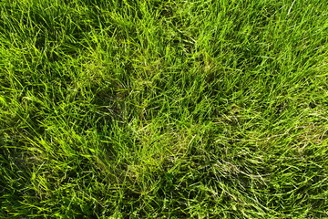 green grass background
