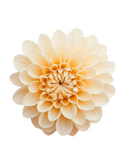 Delicate flower with soft petals radiating beauty and elegance