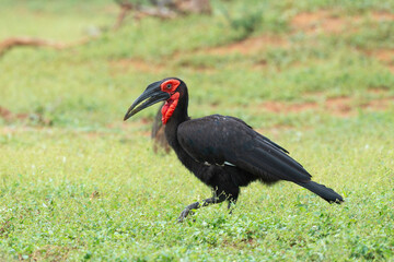 Naklejka premium Bucorve du Sud, Grand calao terrestre, Bucorvus leadbeateri, Southern Ground Hornbill