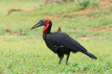 Bucorve du Sud, Grand calao terrestre, Bucorvus leadbeateri, Southern Ground Hornbill