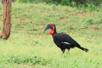 Bucorve du Sud, Grand calao terrestre, Bucorvus leadbeateri, Southern Ground Hornbill