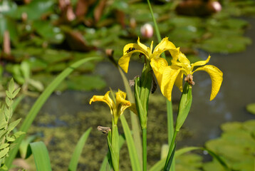 mare d'eau, iris des marais, iris pseudacorus, bourdon,