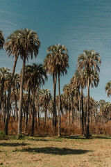 Fototapeta premium Palm Forest