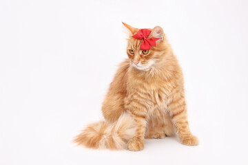 Fluffy ginger cat with long fur is sitting on a white background. Cat has a small red bow on its head. Its eyes are looking to the side. High-quality, clear image. Ginger girl cat. Valentines Day.