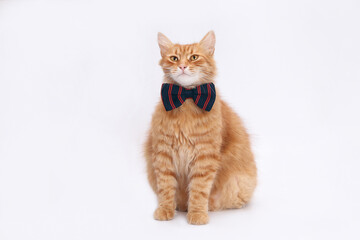 Obraz premium Ginger cat sits upright against a white background. Cat has a darck and red plaid bow tie around its neck. Its gaze is steady and forward. Gentleman cat. Valentine's Day. Festive greeting card.