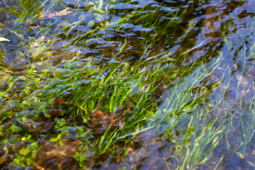 Seagull flying on the dirty water with plastic bottle rubbish float on the water as background in selective focus on the bird, environment concept. High quality photo