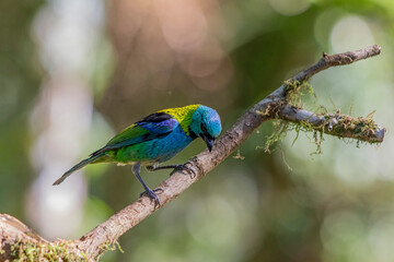 Green-headed Tanager or Saíra-Sete-Cores bird of the Atlantic Forest - South East Brazil - South America (Tangara seledon)