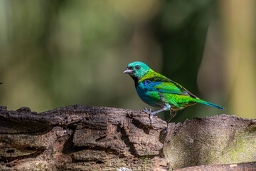 Green-headed Tanager or Saíra-Sete-Cores bird of the Atlantic Forest - South East Brazil - South America (Tangara seledon)