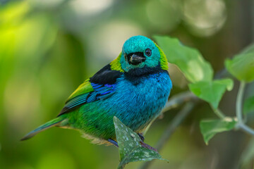 Green-headed Tanager or Saíra-Sete-Cores bird of the Atlantic Forest - South East Brazil - South America (Tangara seledon)