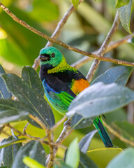 Green-headed Tanager or Saíra-Sete-Cores bird of the Atlantic Forest - South East Brazil - South America (Tangara seledon)