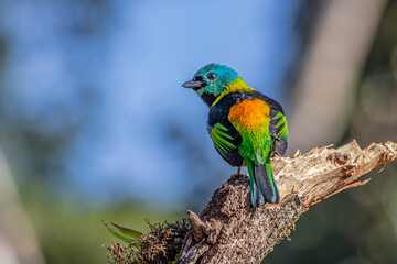 Green-headed Tanager or Saíra-Sete-Cores bird of the Atlantic Forest - South East Brazil - South America (Tangara seledon)