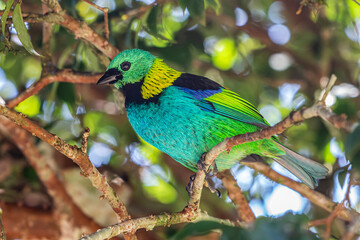 Green-headed Tanager or Saíra-Sete-Cores bird of the Atlantic Forest - South East Brazil - South America (Tangara seledon)