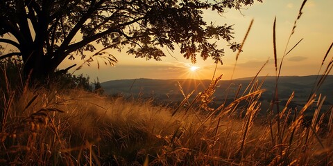 Obraz premium Sunset View From Tree With Grass