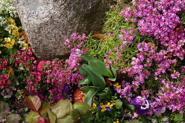 beautiful botanical shot, natural wallpaper. beautiful flowers. 
