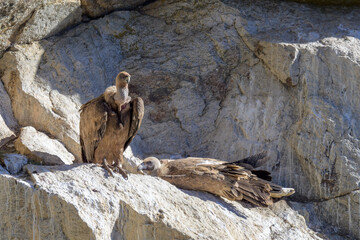 Una pareja de Buitres en su buitrera