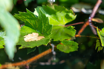 A grape leaf floats on the surface of a pond. The leaf is brown and heart shaped. The water is calm and peaceful, with a leaf floating softly on top.