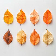Fototapeta premium Autumn Leaves Collection: Overhead View of Vibrant Crumpled Fall Foliage for Seasonal Design