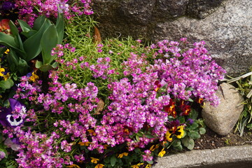 beautiful botanical shot, natural wallpaper. beautiful flowers. 