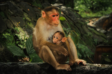 Monkey in the tropical forest in India. Family of monkeys.  Long-Tailed macaque 