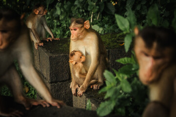 Monkey in the tropical forest in India. Family of monkeys.  Long-Tailed macaque 