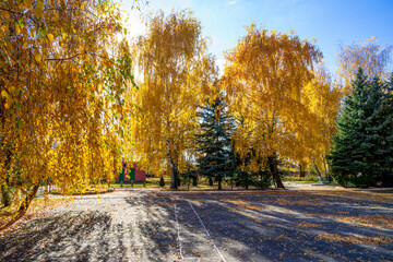 Obraz premium Scenic autumn park with golden-leaved trees, evergreen pines, and sunlight filtering through branches. Fallen leaves scatter across a paved area, creating a warm, serene atmosphere