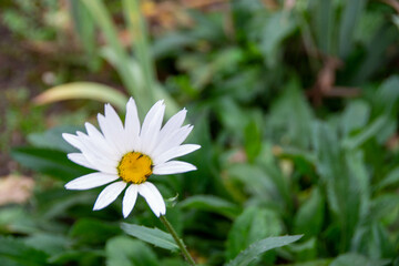 adventure climbing high wire park - people on course in mountain helmet and safety equipment. High quality photo. High quality photo