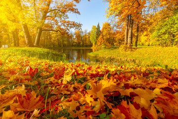 Autumn foliage in Alexander park, Pushkin (Tsarskoe Selo), St. Petersburg, Russia