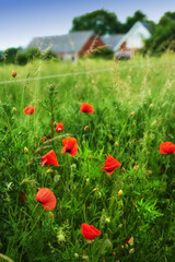 Fototapeta premium Flowers, nature and poppies in spring as plants in bright, colorful and display in field or garden. Sustainability, earth and textures in season for botany, blossom and floral wallpaper as background