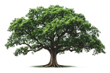 Obraz premium Big tree isolated on white background