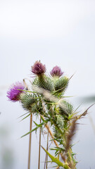 Cardos con la laguna desenfocada al fondo