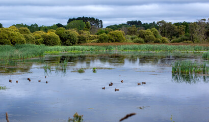 Patos en la laguna de un pueblo llamado Cospeito