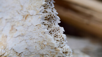 Garbage decomposition, household waste close-up, environmental problems, nature pollution, environment, France, Europe