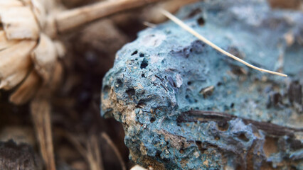 Garbage decomposition, household waste close-up, environmental problems, nature pollution, environment, France, Europe