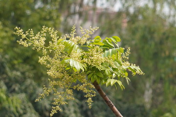 Newly sprouted hog plum buds and flowers captured in daylight.