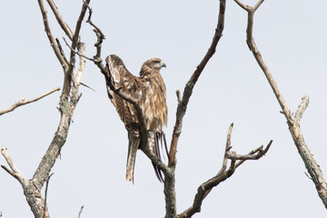 The Japanese black kite (Milvus migrans) is a medium-sized bird of prey belonging to the family Accipitridae. It is widely distributed across Japan.