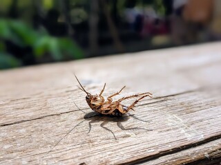 cockroach on wood