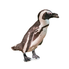 African penguin on white background. Exotic bird