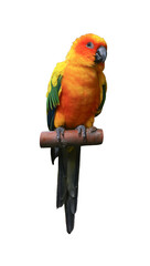 Beautiful sun parakeet on white background. Exotic bird