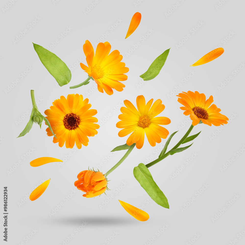 Poster Calendula flowers and leaves falling on grey background