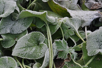 Blätter im Frost