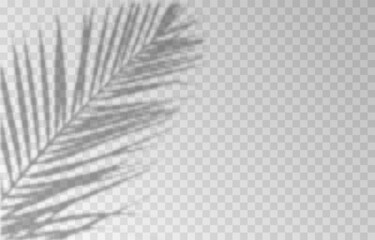 Vector plant shadow png. Shadow png. Silhouette of grass, leaves, tree on an isolated transparent background.