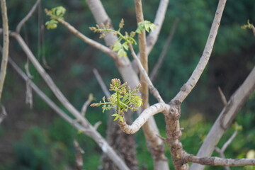 Newly sprouted hog plum buds and flowers captured in daylight.