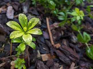 Waldmeister im Morgentau - Woodruff in the morning dew