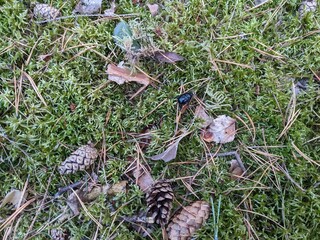 Hintergrund Waldboden mit Mistkäfer - Background forest floor with dung beetles