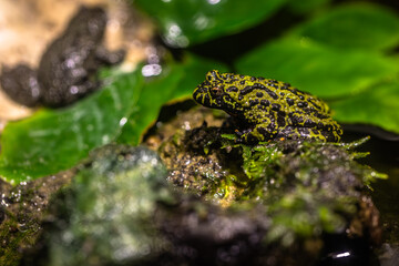 Rainforest colorful jungle frog toad in its habitat