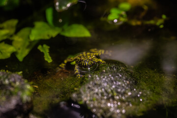 Rainforest colorful jungle frog toad in its habitat