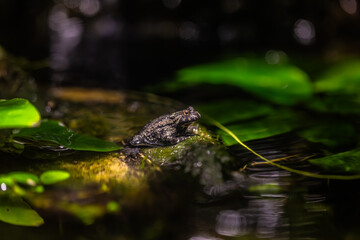 Rainforest colorful jungle frog toad in its habitat