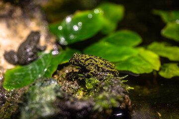 Rainforest colorful jungle frog toad in its habitat
