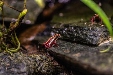 Rainforest colorful jungle frog toad in its habitat