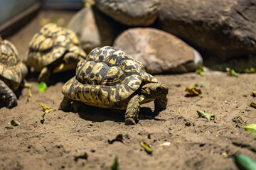 Land tortoise in captivity